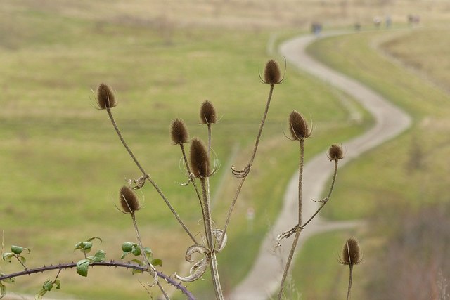 Teasels, Gedling Country Park