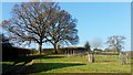 Farm track and oak trees