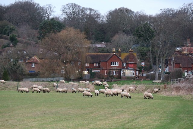 Sheep near The Castle Inn