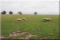 Sheep near Hurley