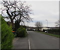 Green bushes and bare trees, Roman Reach, Caerleon