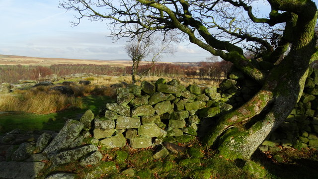 Old wall & tree on Gardom's Edge