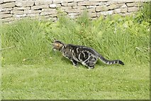 SP4414 : Cat in the churchyard 2 by Bill Nicholls