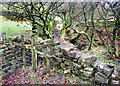 Twisted Trees in Rag Clough