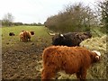 Highland cattle at Snaith