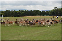 O1134 : Herd of Deer, Phoenix Park by N Chadwick