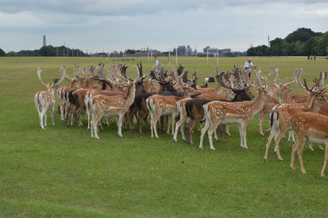 Herd of Fallow Deer, Phoenix Park