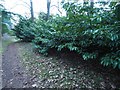 TL8193 : Large Laurel bushes by David Pashley