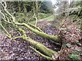 Track blocked by fallen tree