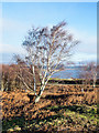 NZ0151 : Birch tree on moorland beside B6306 by Trevor Littlewood