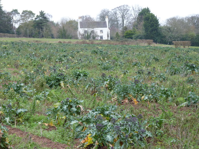 Woodfield Cottage, Northampton viewed over a field of Broccoli
