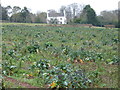 Woodfield Cottage, Northampton viewed over a field of Broccoli