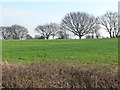 Trees on a field boundary near Woodhouse Lane Farm