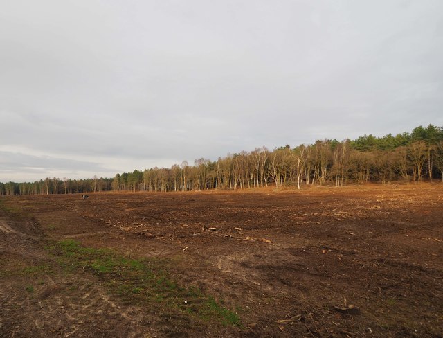 Clear felled area of Thetford Forest