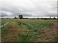 Flat field at Hanley Castle