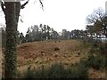 Remains of hill fort on Craig Phadraig