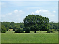 Hedgerow oak