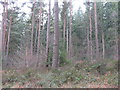 Conifer plantation at Whinfell