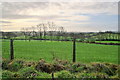 Distant trees, Clogherny Glebe Upper