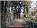 Llwybr y coedwig / Woodland path