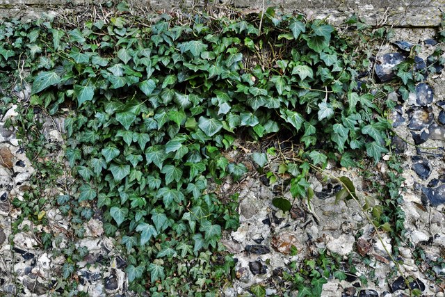 Tivetshall St. Mary. The ruined church of St. Mary. Ivy growing on the east wall