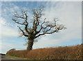 SX8461 : Roadside oak, Totnes Road by Derek Harper