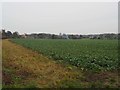 Arable crop headland