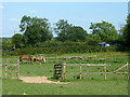 Horse paddocks, Tatsfield