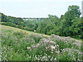 View from a thistle patch towards Biggin Hill