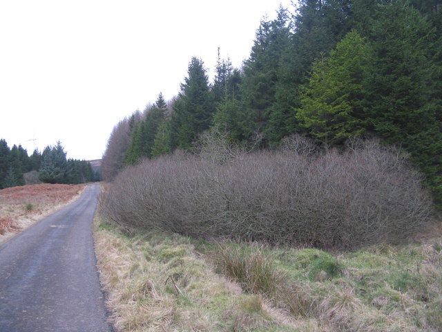 Large roadside willow