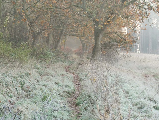 Frosty forest path