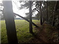 Bournemouth: severely leaning tree at the back of Meyrick Park