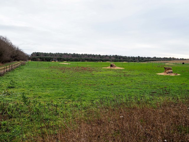 Field used for rearing outdoor Geese