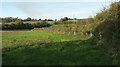 SX8364 : Field by Combefishacre Lane by Derek Harper
