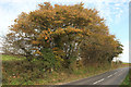 Trees by the A3122