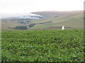 NT6966 : Fodder crop in the Lammermuir Hills by M J Richardson
