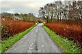 Colourful hedge, Mullaghslin Glebe