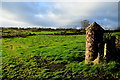 An open field, Mullaghslin Glebe