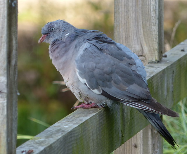 Pigeon at Josse's Lock No. 8, Cotgrave