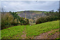 North Devon : Grassy Field