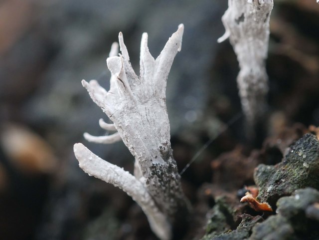 Candlesnuff Fungi