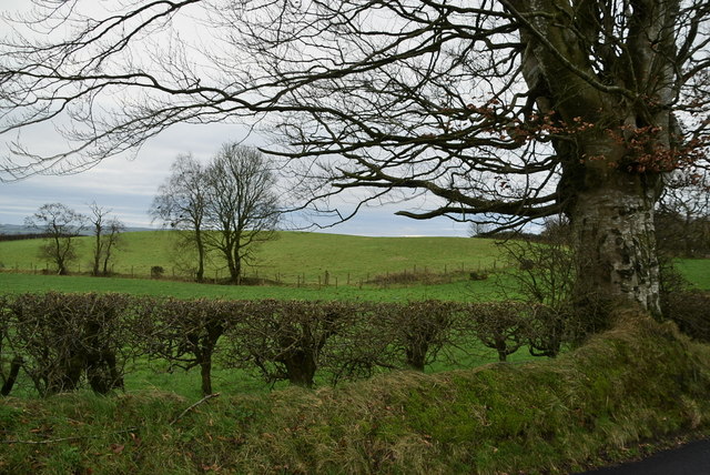 Trees, Mullaghslin Glebe
