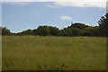 Field near Crugwallins