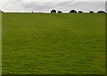 SW9551 : Large grazing field by N Chadwick