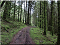 S7940 : Forest Track by kevin higgins