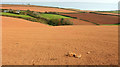 Farmland, Higher Norton Farm