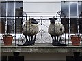 SO9422 : Sheep on a balcony by Philip Halling