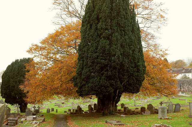 Trees, Torquay Cemetery