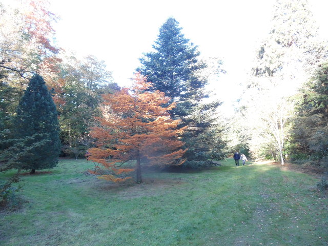 Two Trees at Priestfield Arboretum (2)
