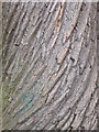 Close up of the bark of a tree near Mold Castle